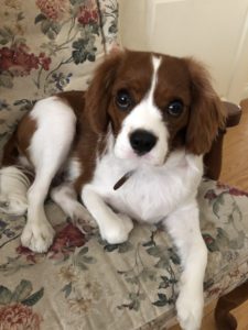 A picture of a Cavalier King Charles Spaniel dog staring into the camera.